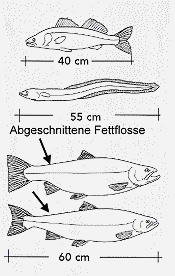fischlange (6K)